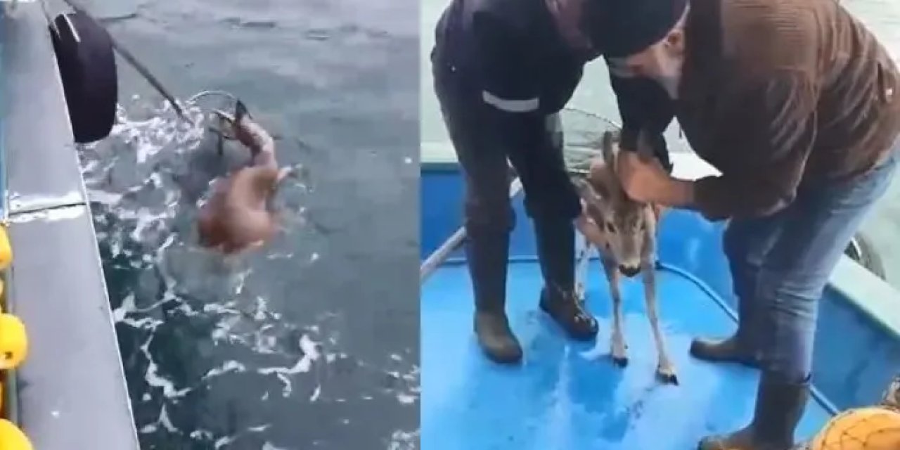 Artvin’de köpeklerden kaçan karaca denize düştü! İmdadına balıkçılar yetişti