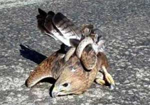 Bir yaşam savaşı / Fotoğraflı