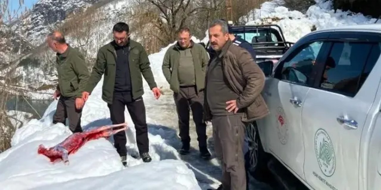 Artvin’de kaçak avcılar suçüstü yakalandı!