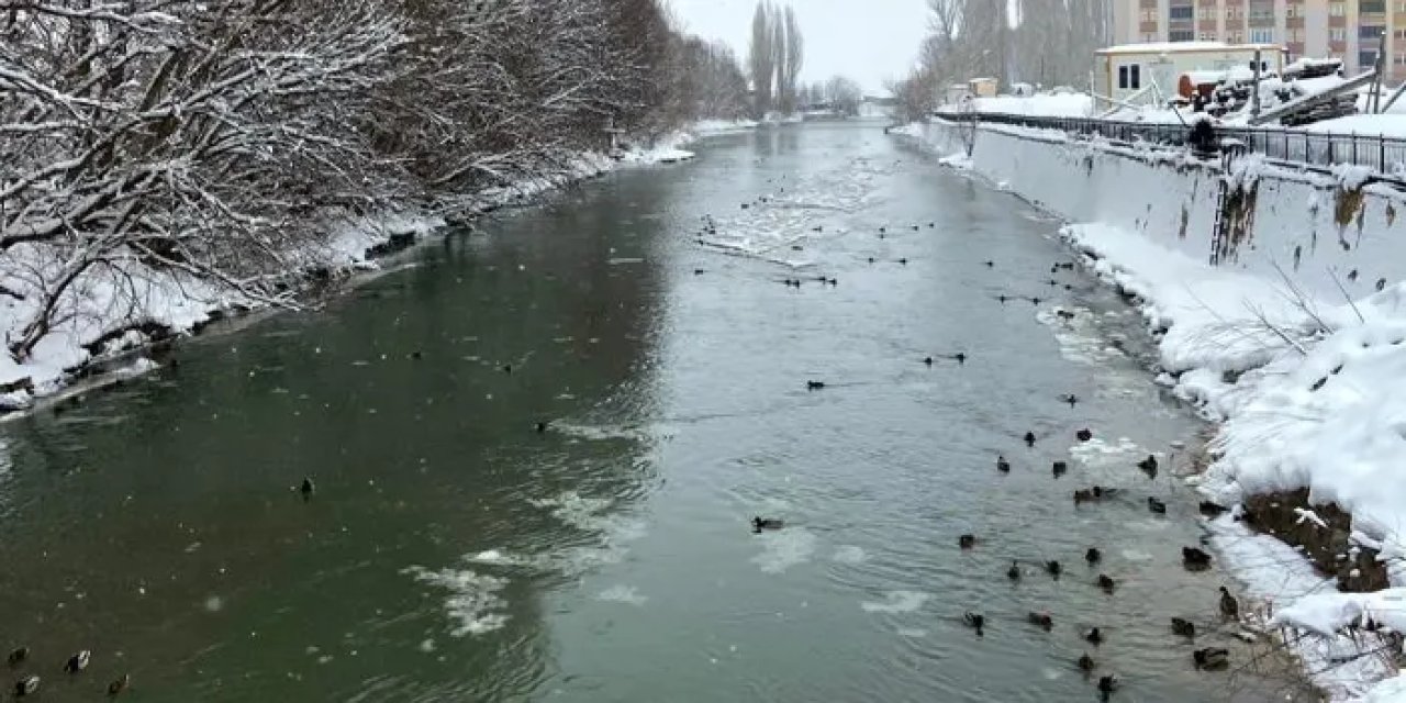 Bayburt’a Sibirya’dan misafir geldiler! Yeşilbaşlı ördekler şehri sevdi