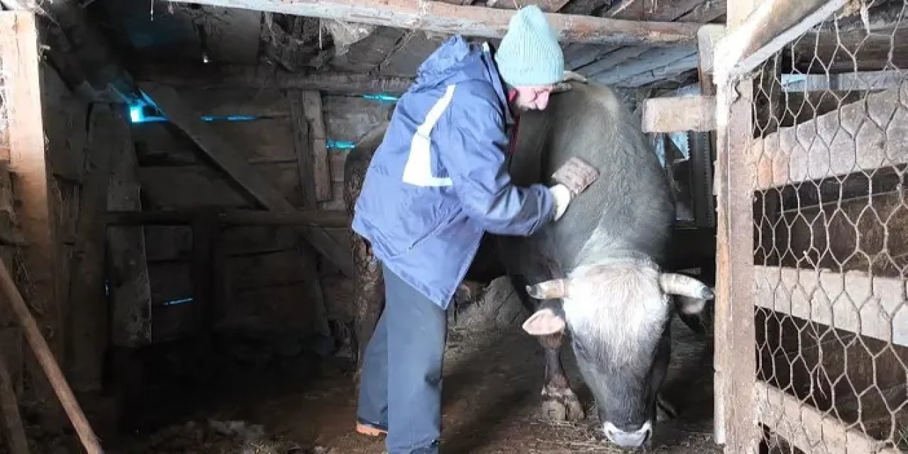 Artvin’de zorlu kış şartlarında boğa bakımı!