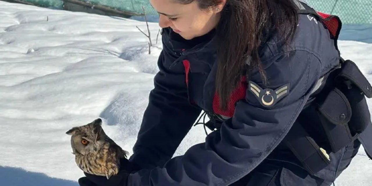 Artvin’de yaralı boynuzlu baykuş tedavi edildi!