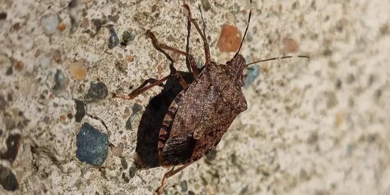 Samsun’da kahverengi kokarca ile mücadele!