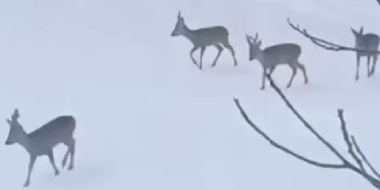 Ordu’da yiyecek arayan karacalar görüntülendi!