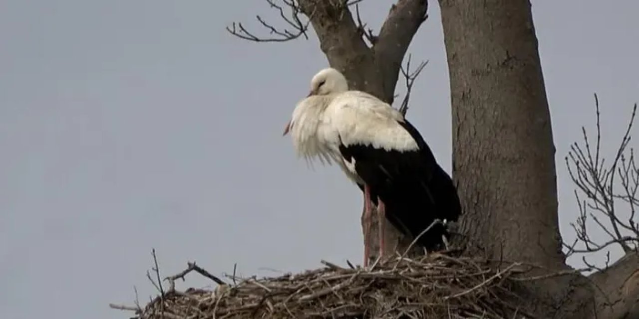 Samsun’da leylekler ormanına ilk erkek leylekler geldi