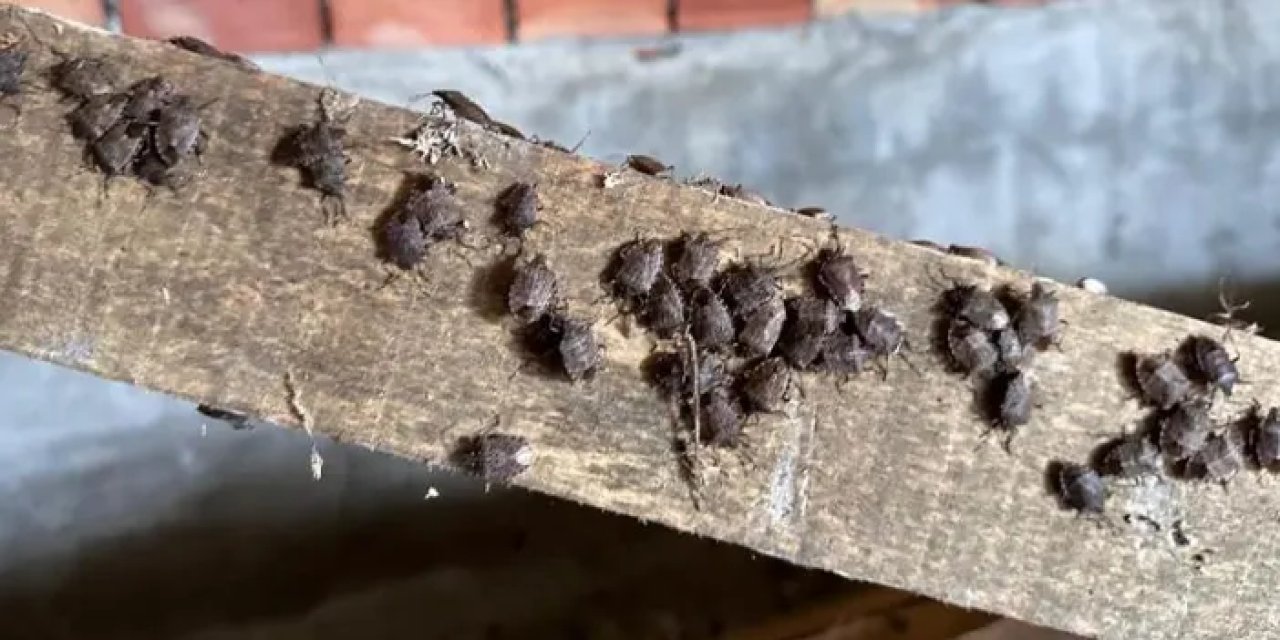 Samsun İl Tarım ve Orman Müdürlüğü’nden kokarca uyarısı!