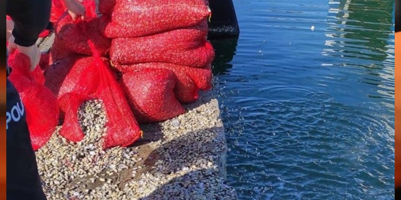 Samsun'da kaçak avlanan 1,5 ton midye ele geçirildi