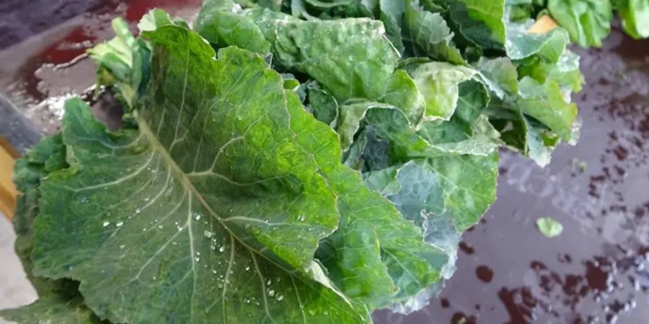 Trabzon’da uzmandan tiroid açıklaması! “Karalahana tetikliyor”