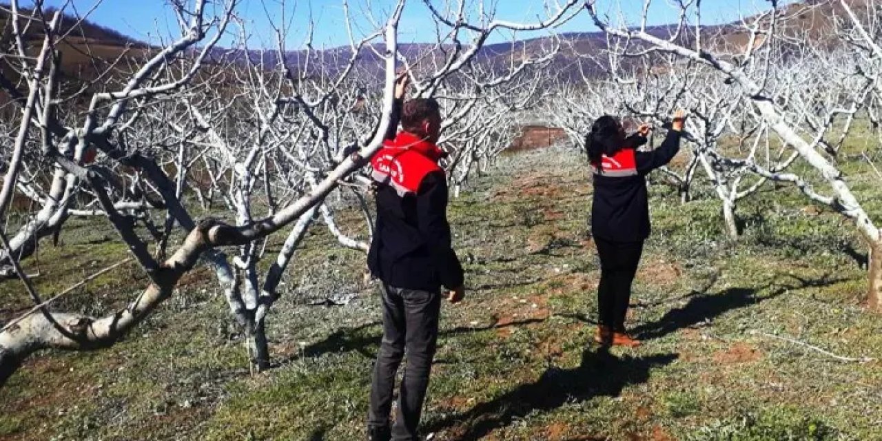 Samsun’da şeftali ve nektarinde bordo bulamacı zamanı