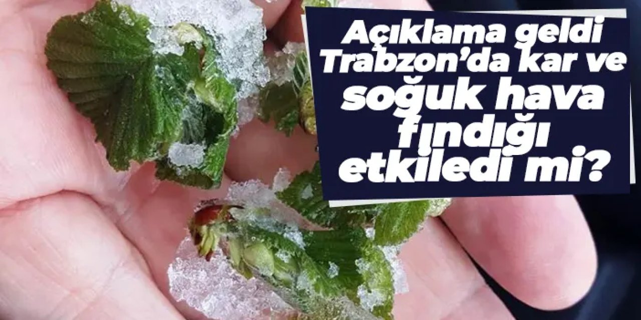Trabzon’da kar ve soğuk hava fındığı etkiledi mi? Açıklama geldi