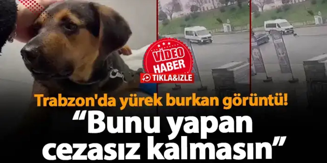 Trabzon'da yürek burkan görüntü! Servis aracı köpeği ezdi ve yoluna devam etti