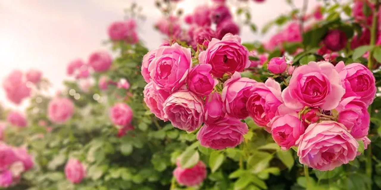 8 Mart Dünya Kadınlar Günü mesajları: Anneye, sevgiliye, eşe, öğretmene güzel ve anlamlı sözler