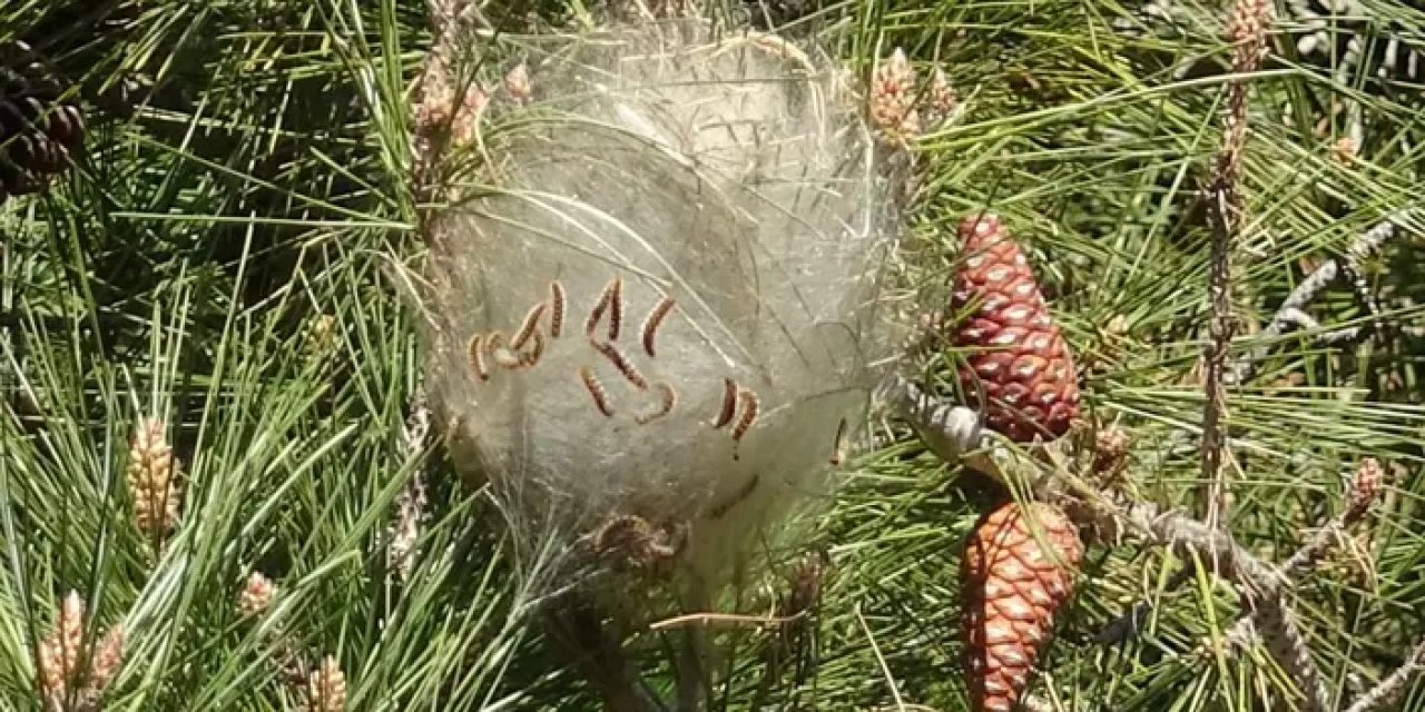 Samsun’da çam ormanlarında çam kese böceği tehlikesi!