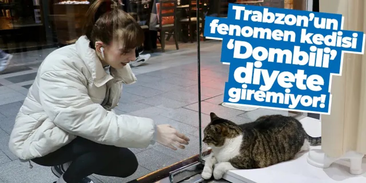 Trabzon’un fenomen kedisi ‘Dombili’ diyete giremiyor!