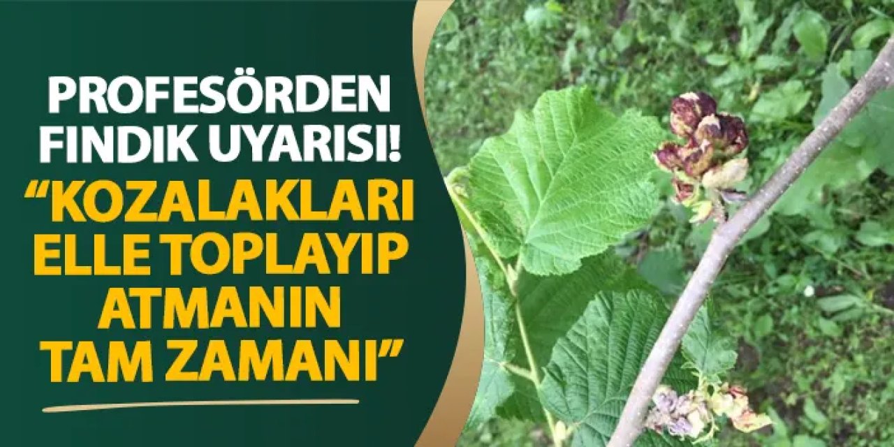 Samsun’da profesörden fındık uyarısı! “Kozalakları elle toplayıp atmanın tam zamanı”