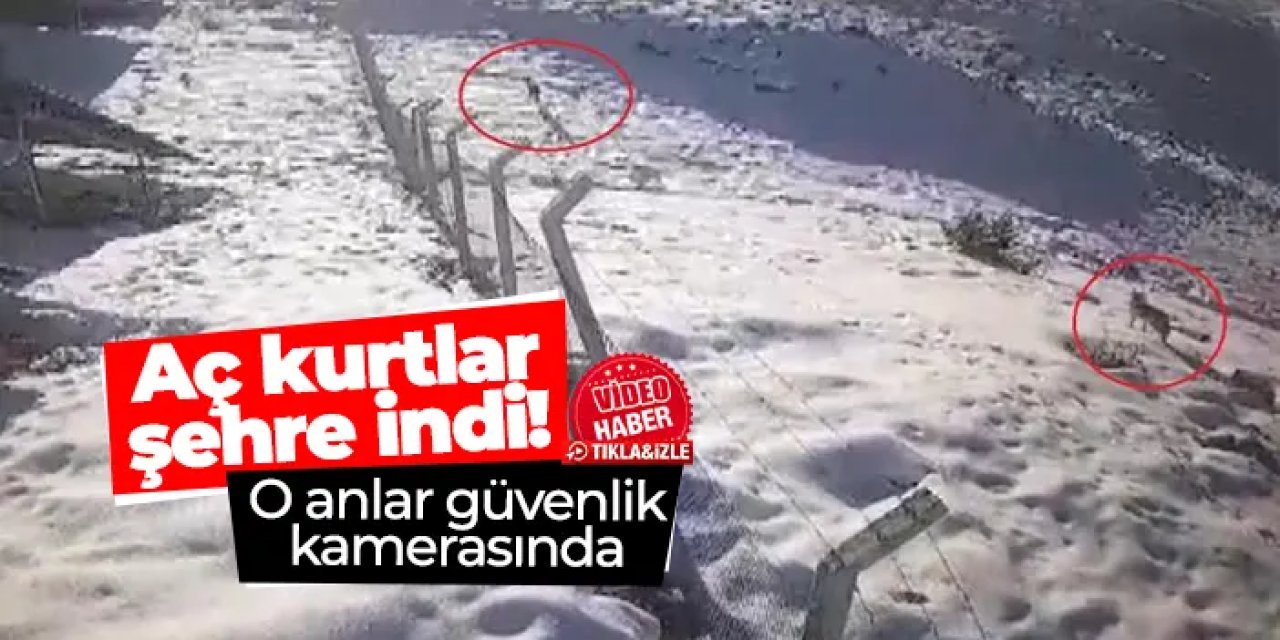 Bayburt’ta aç kurtlar şehre indi! O anlar güvenlik kamerasında
