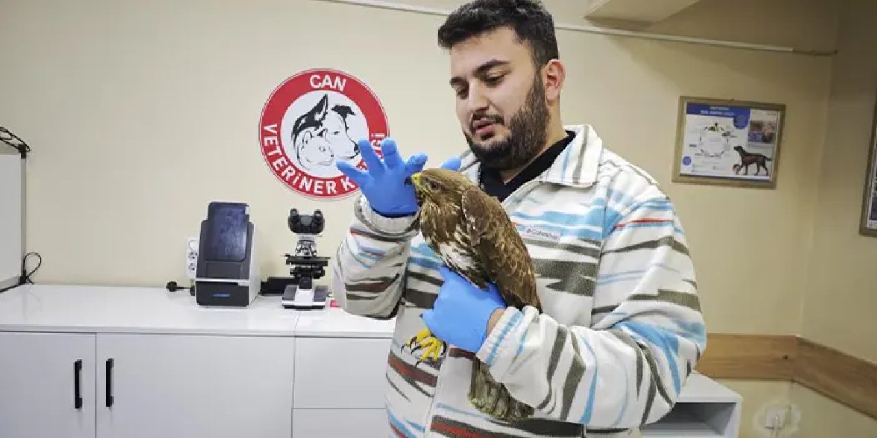 Artvin’de nadir görülen puhu kuşu yaralı halde bulundu!