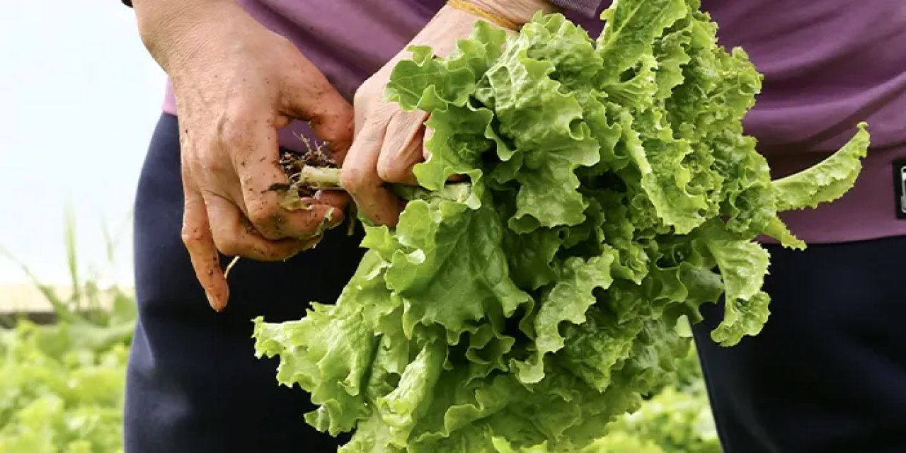 Emeklilikten üreticiliğe! Giresun’da kurduğu serayla kendi işini büyüttü