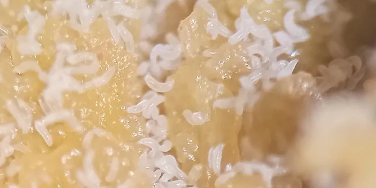 Fındıkta verimi artıran mücadele! Kozalak akarlarına karşı önlem şart