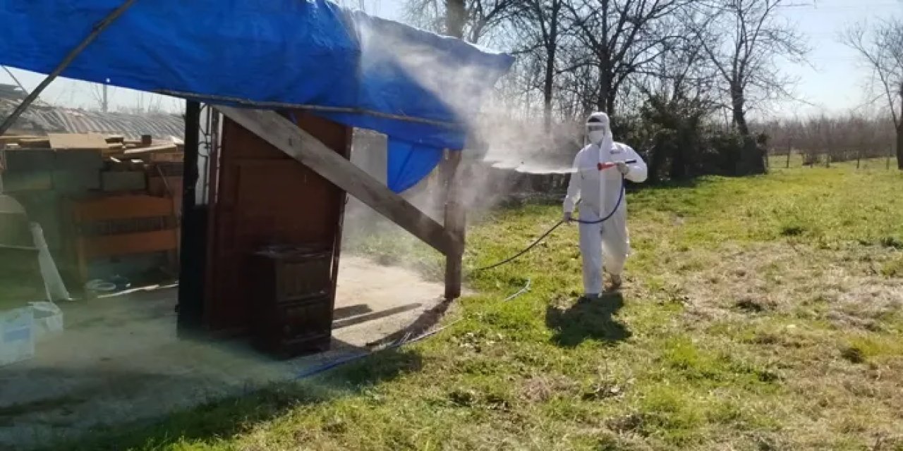 Samsun’da kahverengi kokarca ile ilaçlı mücadele!