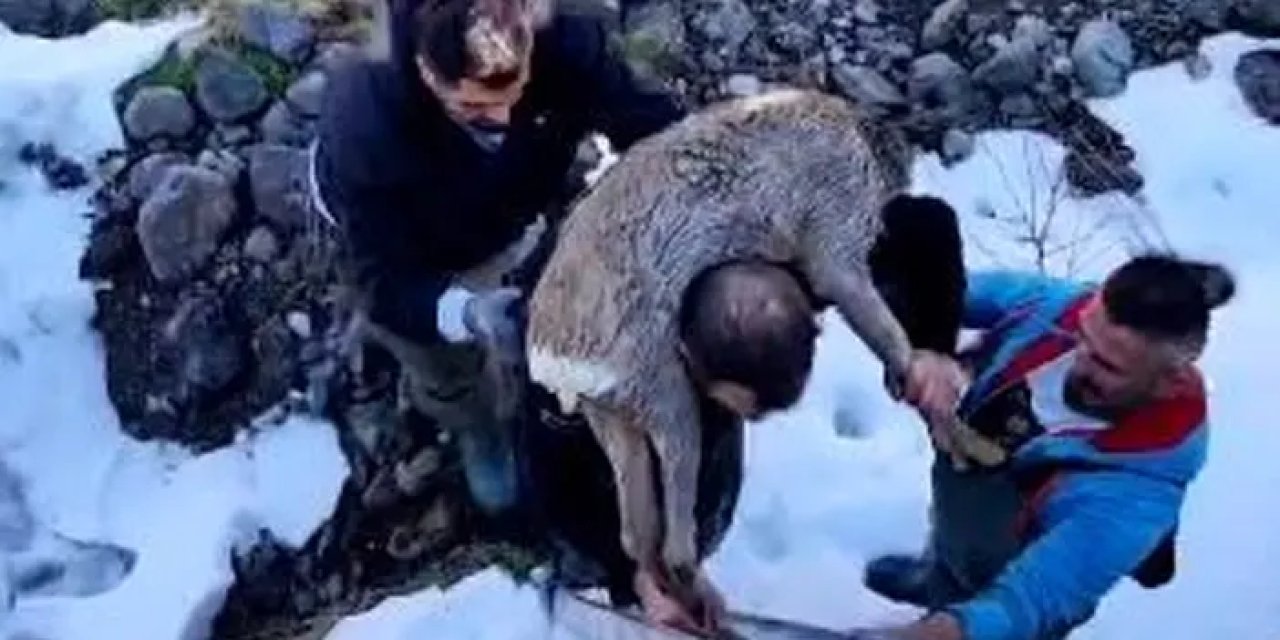 Artvin’de dereye düşen karacayı omuzlayarak kurtardı!