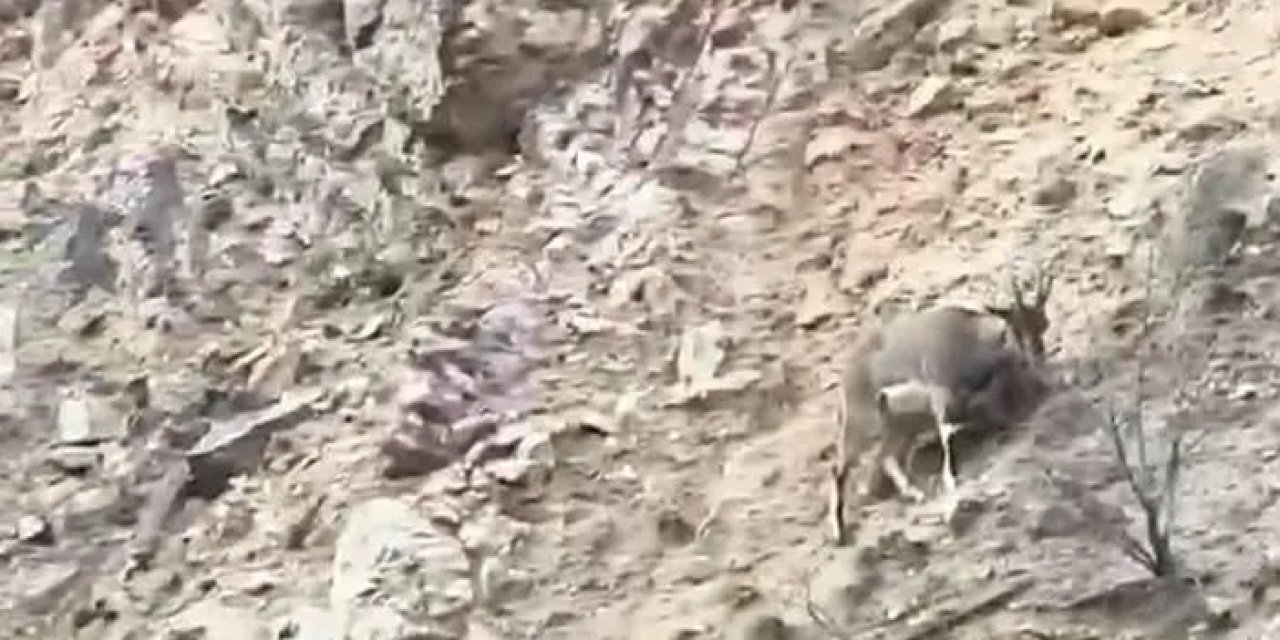 Gümüşhane’nin Torul Kalesi’nde yaban keçileri görüldü