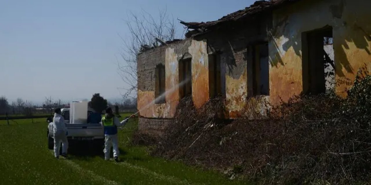 Samsun’da kahverengi kokarca ile mücadele başladı!