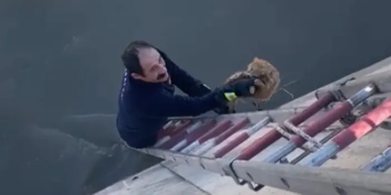 Gümüşhane’de Harşit Çayına düşen kedilerin yardımına koşuldu