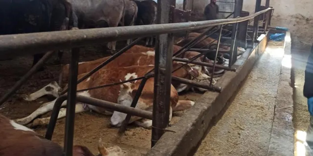 Bayburt’ta elektrik kaçağı can aldı! 11 hayvan telef oldu