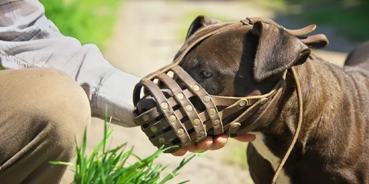 Gümüşhane’de yasaklı ırk köpeği ağızlıksız gezdirdi, 76 bin lira ceza yedi!