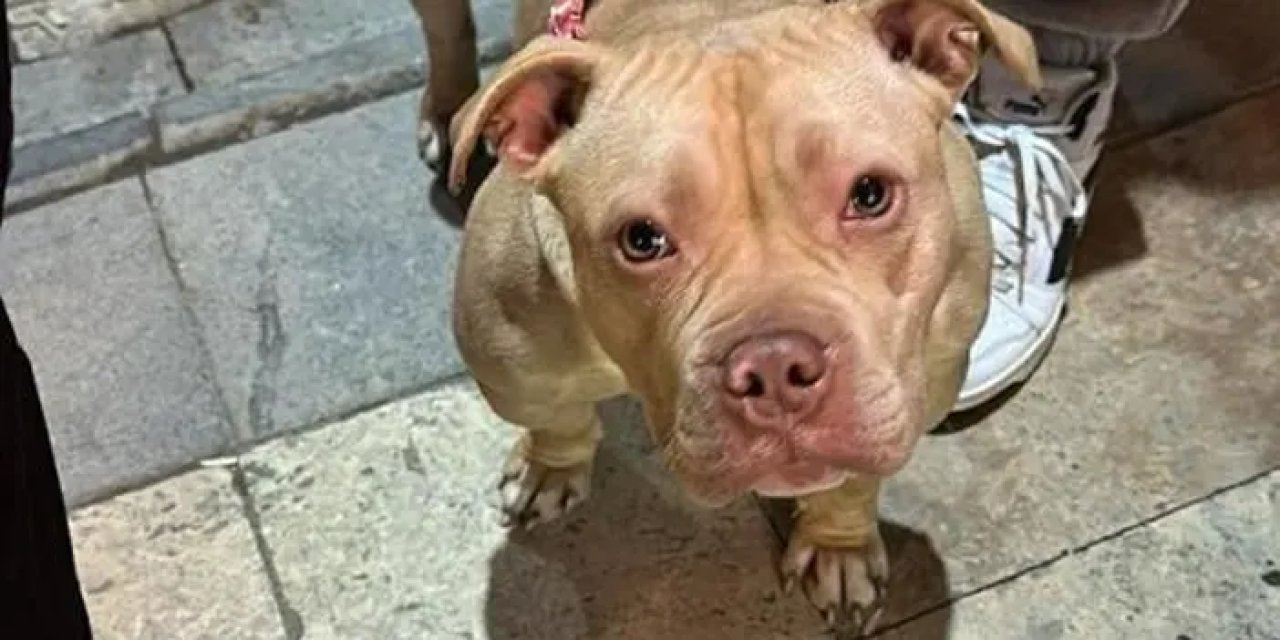 Gümüşhane’de yasaklı ırk köpek gezdiren şahsa ceza!