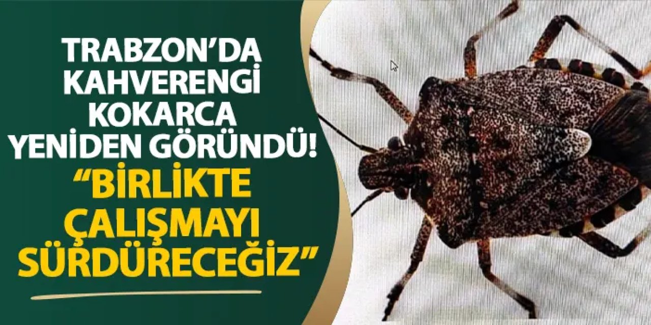 Trabzon’da kahverengi kokarca yeniden göründü! “Birlikte çalışmayı sürdüreceğiz”