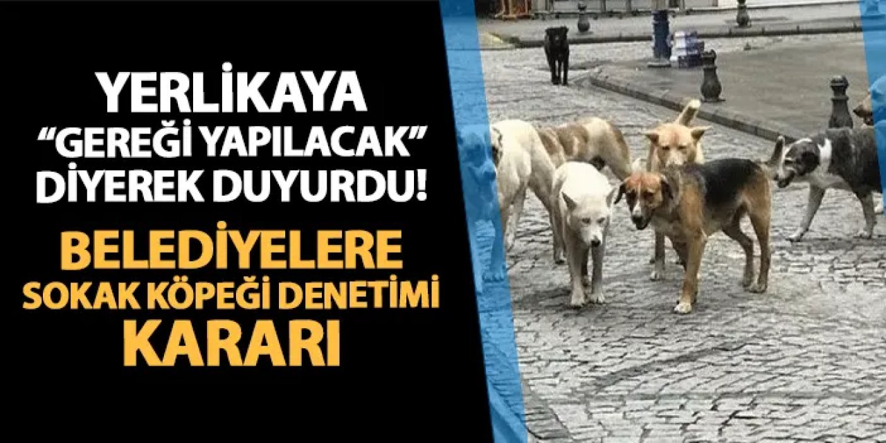 Bakan Yerlikaya "gereği yapılacak" diyerek duyurdu! Belediyelere sokak köpeği denetimi kararı
