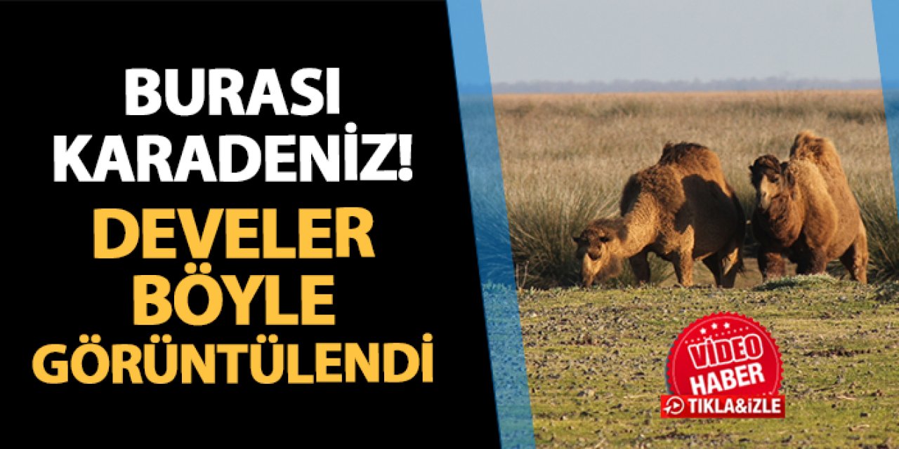 Samsun'da develer böyle görüntülendi!