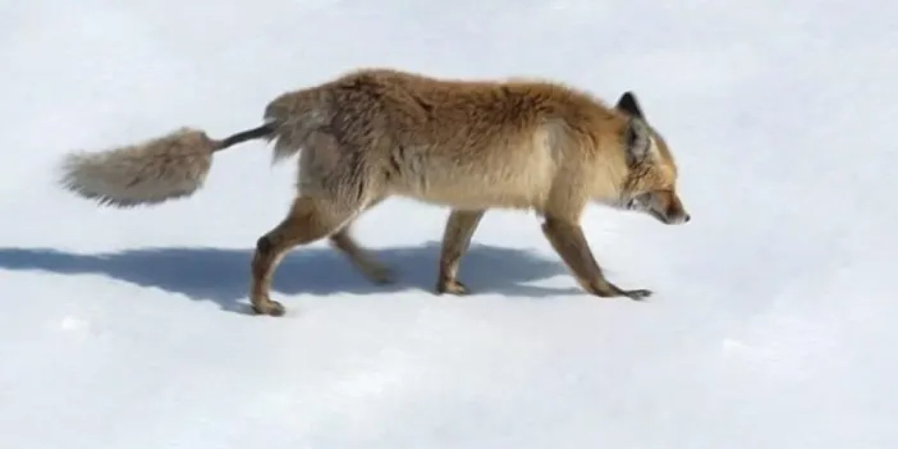 Karadeniz ilinde görülen kızıl tilkinin kuyruğu şaşkına çevirdi