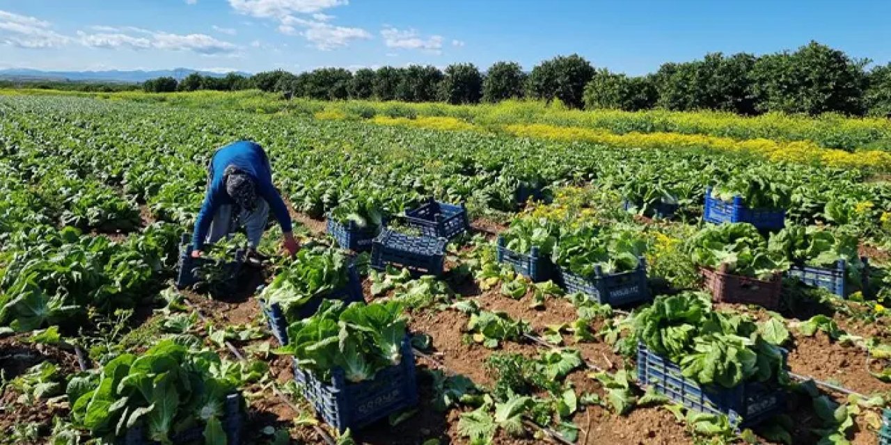 Tarım ürünlerinde fiyat artışı sürüyor! Yıllık artış yüzde 29,89