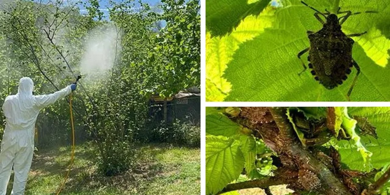 Trabzon’da kahverengi kokarca mücadelesi için 12 Milyon TL ödenek ayrıldı