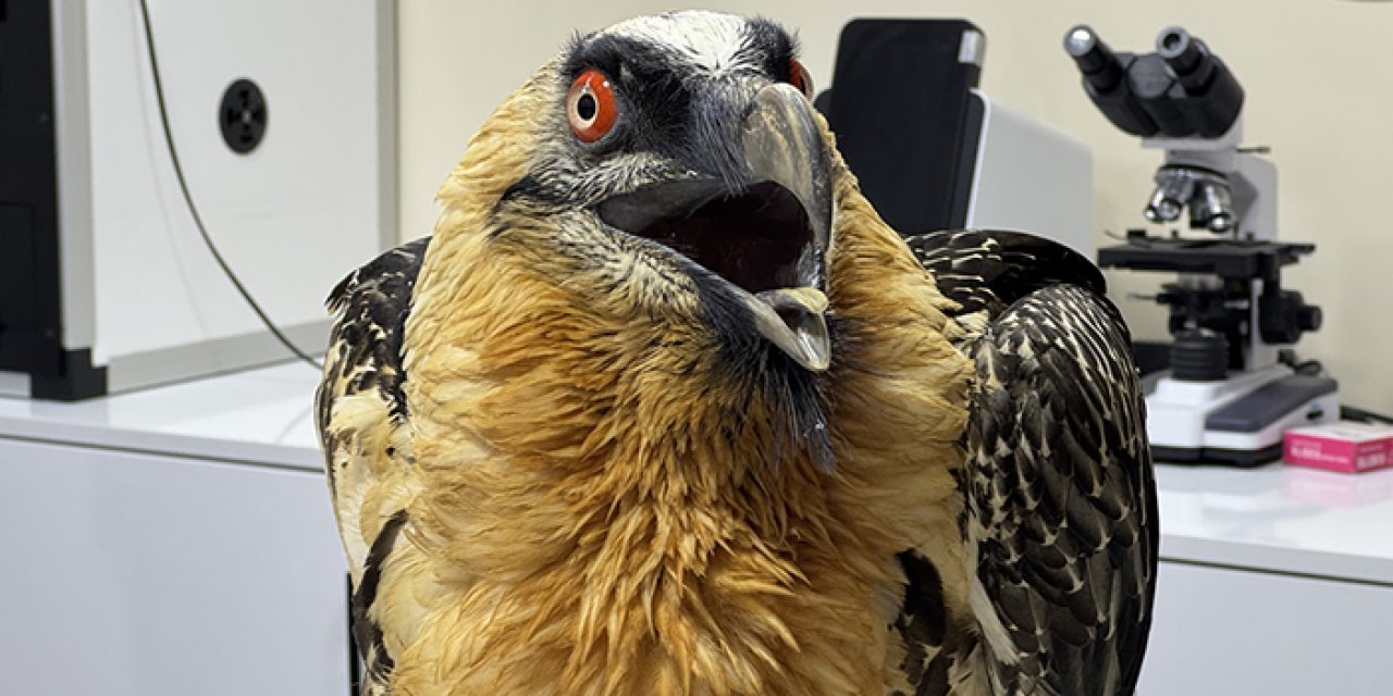 Artvin'de ampute edilen sakallı akbaba hayvanat bahçesine gönderilecek