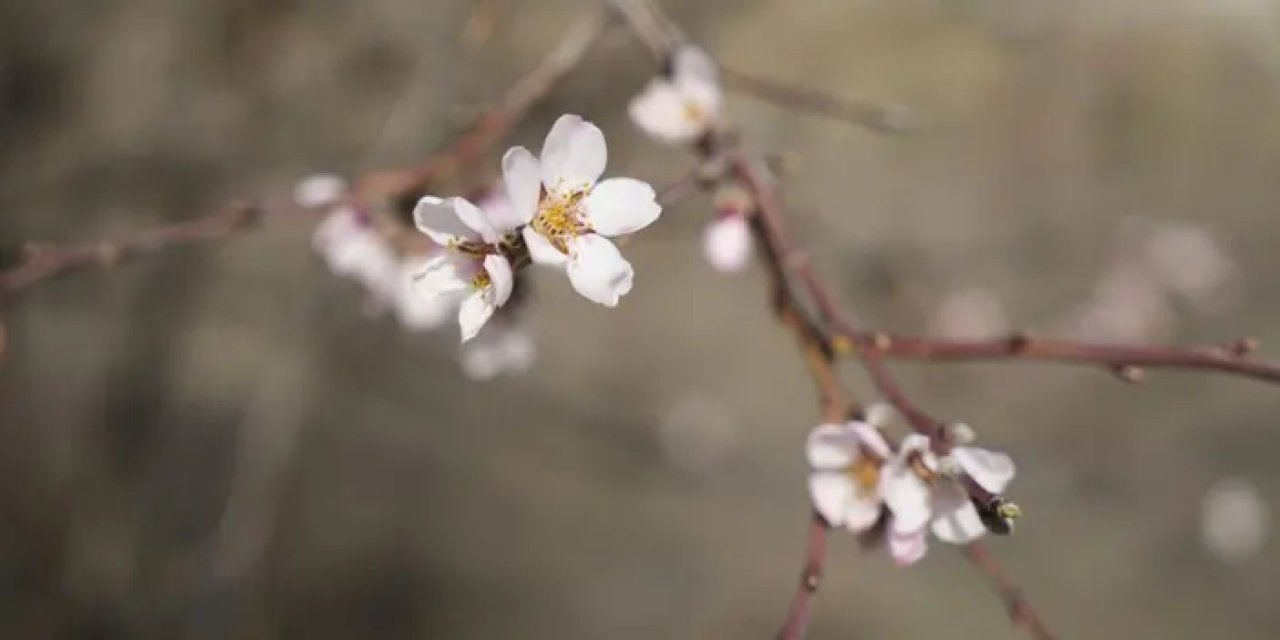 Gümüşhane’de badem ağaçları yalancı bahara aldandı!