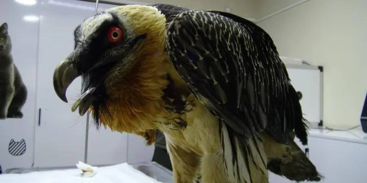 Artvin’de sakallı akbaba yaralı halde bulundu!