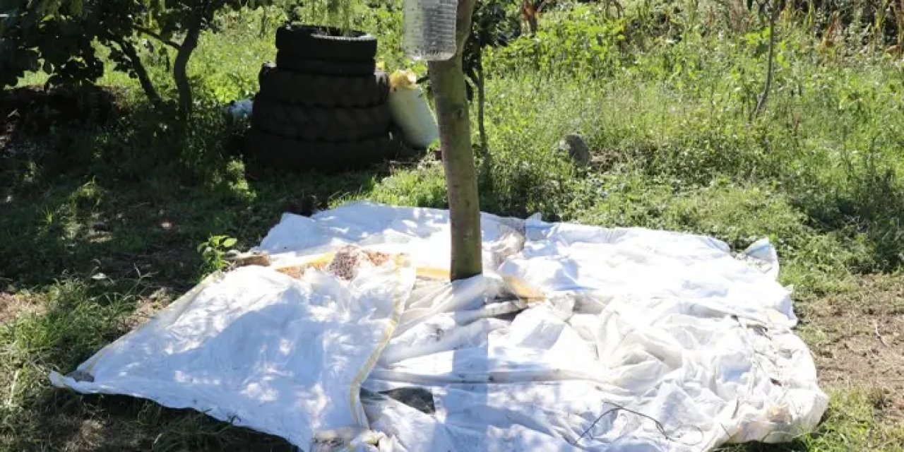 Samsun’da kahverengi kokarca ile cezbet-öldür yöntemi ile mücadele