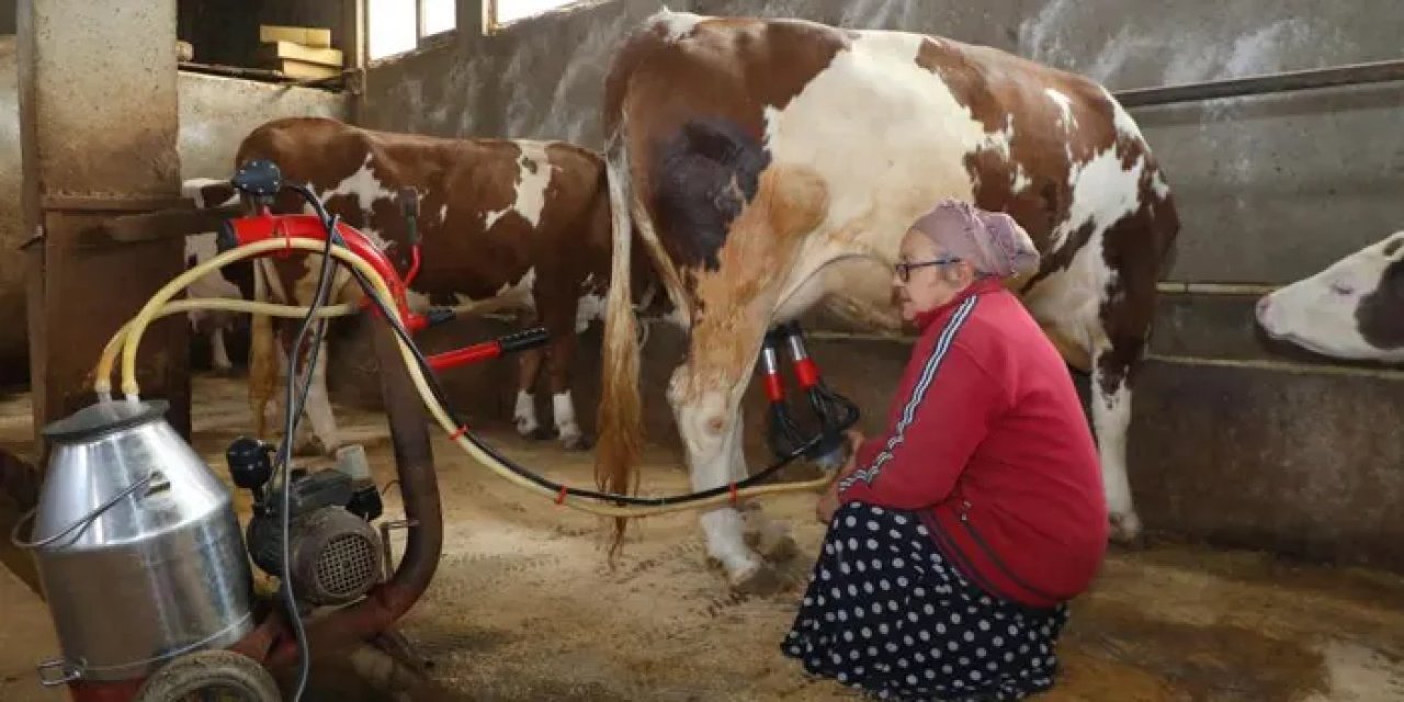 Ordulu besicilerin verimini artıran destek!