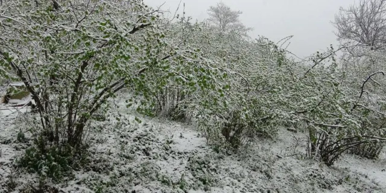 Giresun’da kar fındık üreticilerini endişelendirdi!