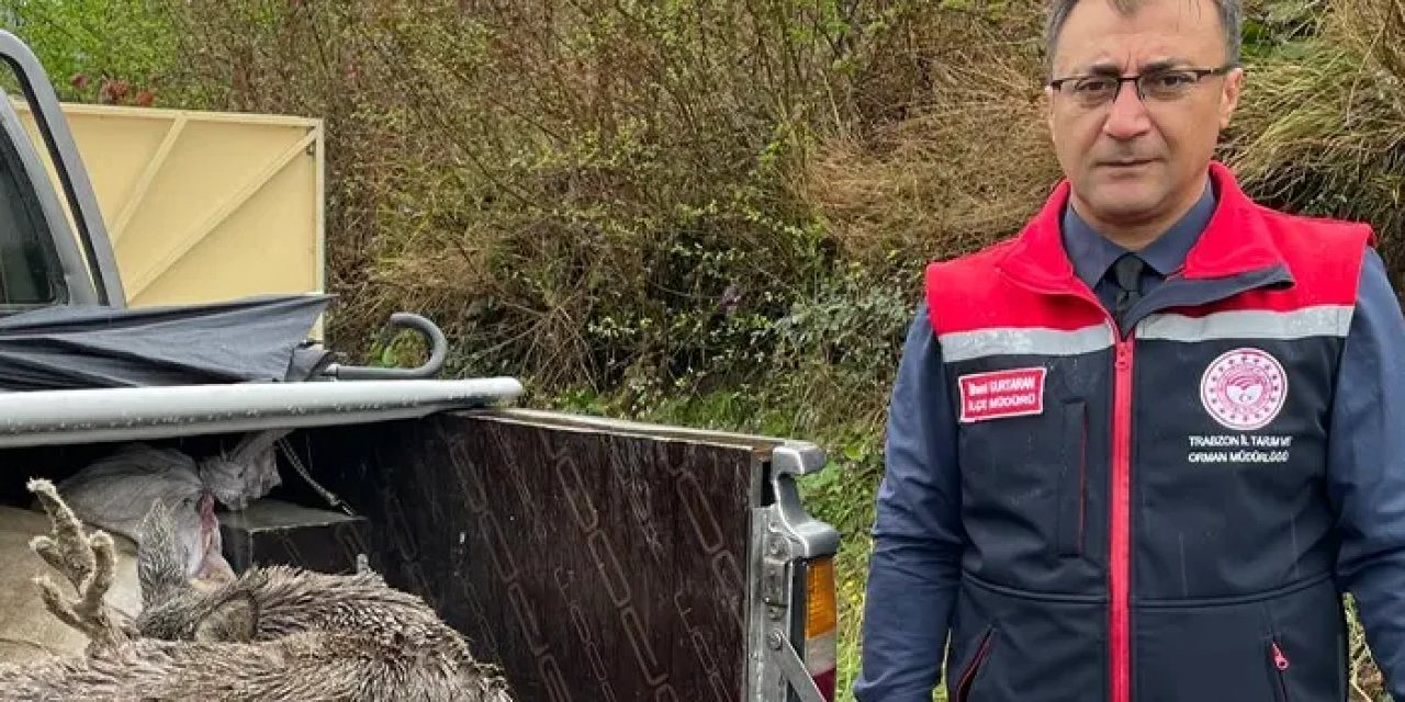 Trabzon’da yaralı karaca bulundu! Tedavi edilip doğaya bırakılacak