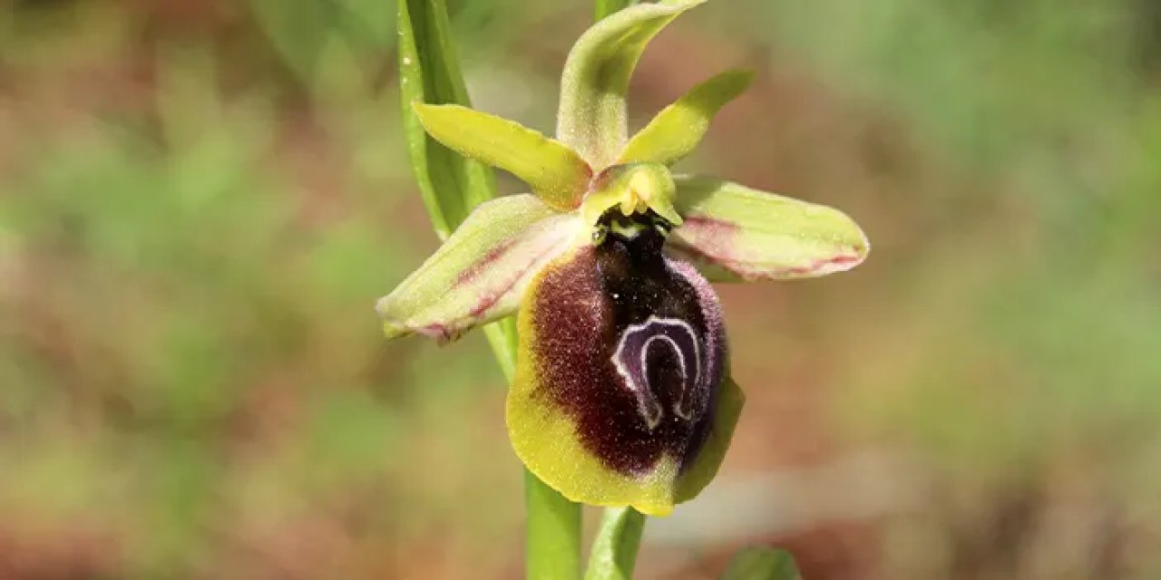 Bu bitkiyi yanlışlıkla koparan bile yandı! Cezası 557 bin TL