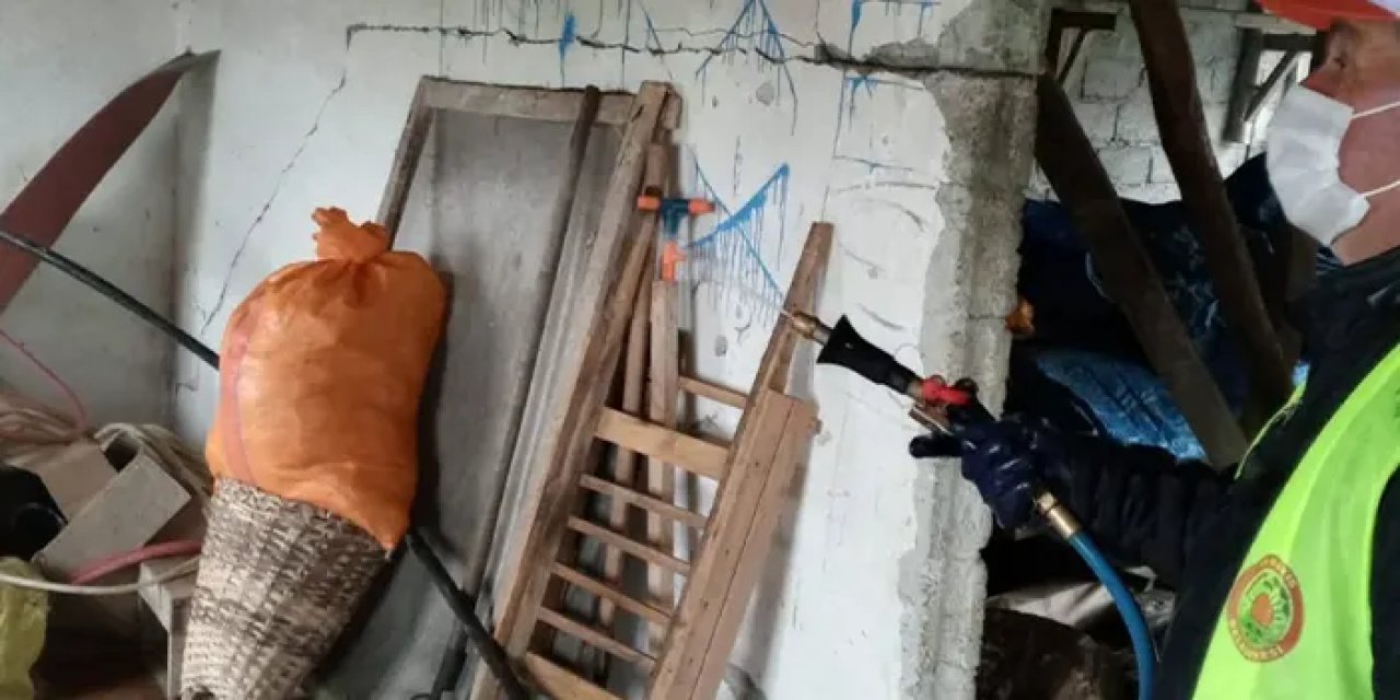 Samsun 19 Mayıs’ta kahverengi kokarcaya karşı yoğun mücadele!