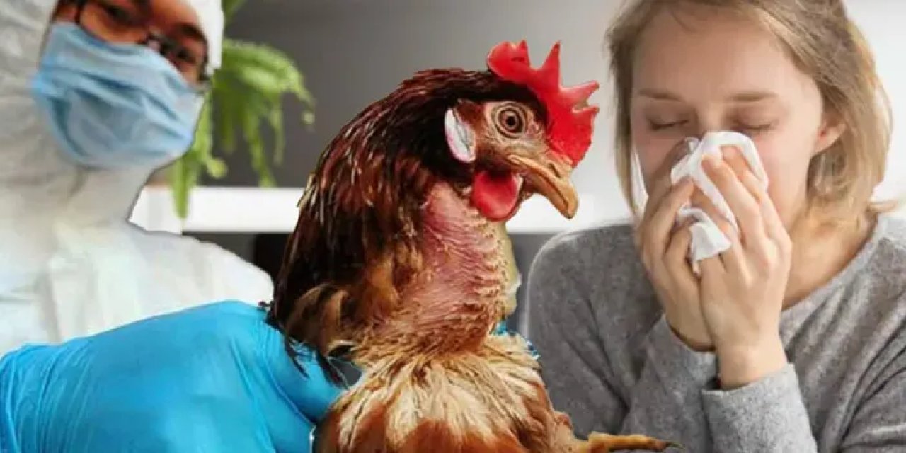 ABD'de 2017'den itibaren ilk H7N9 kuş gribi salgını görüldü