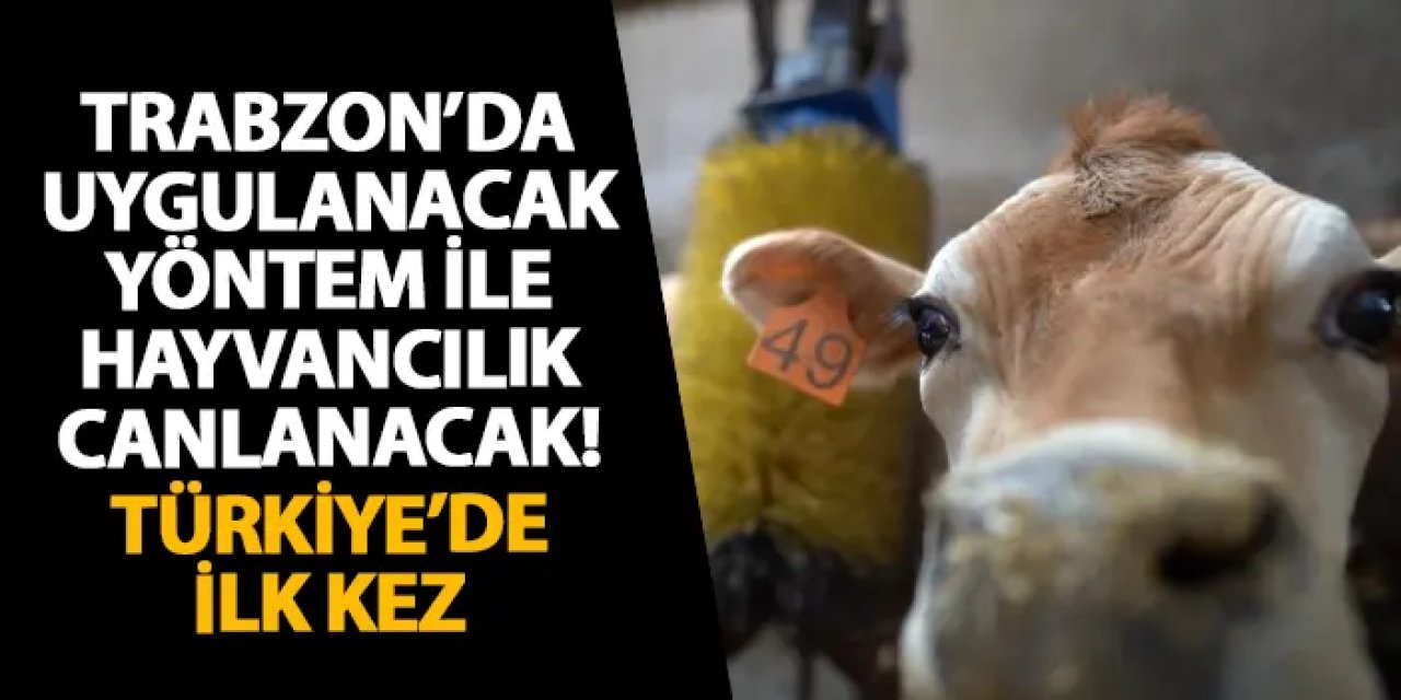 Trabzon’da uygulanacak yöntem ile hayvancılık canlanacak! Türkiye’de ilk kez