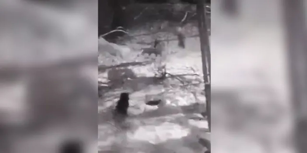 Artvin’de bir köpek kurtlara tek başına karşı koydu!