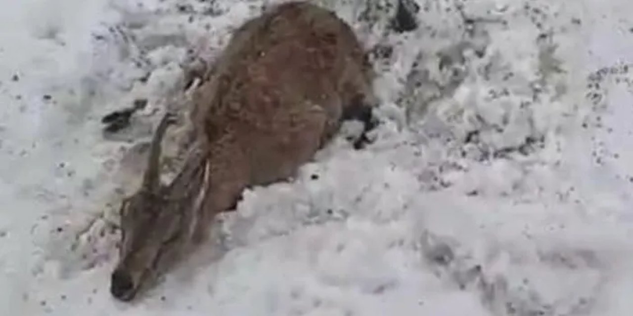 Giresun’da dağ keçisi ayıya yem olmaktan böyle kurtuldu!